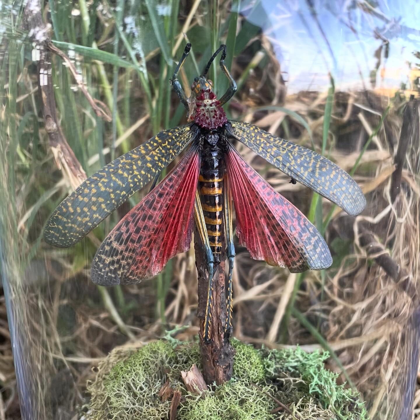 "Madagascar's Chirp"