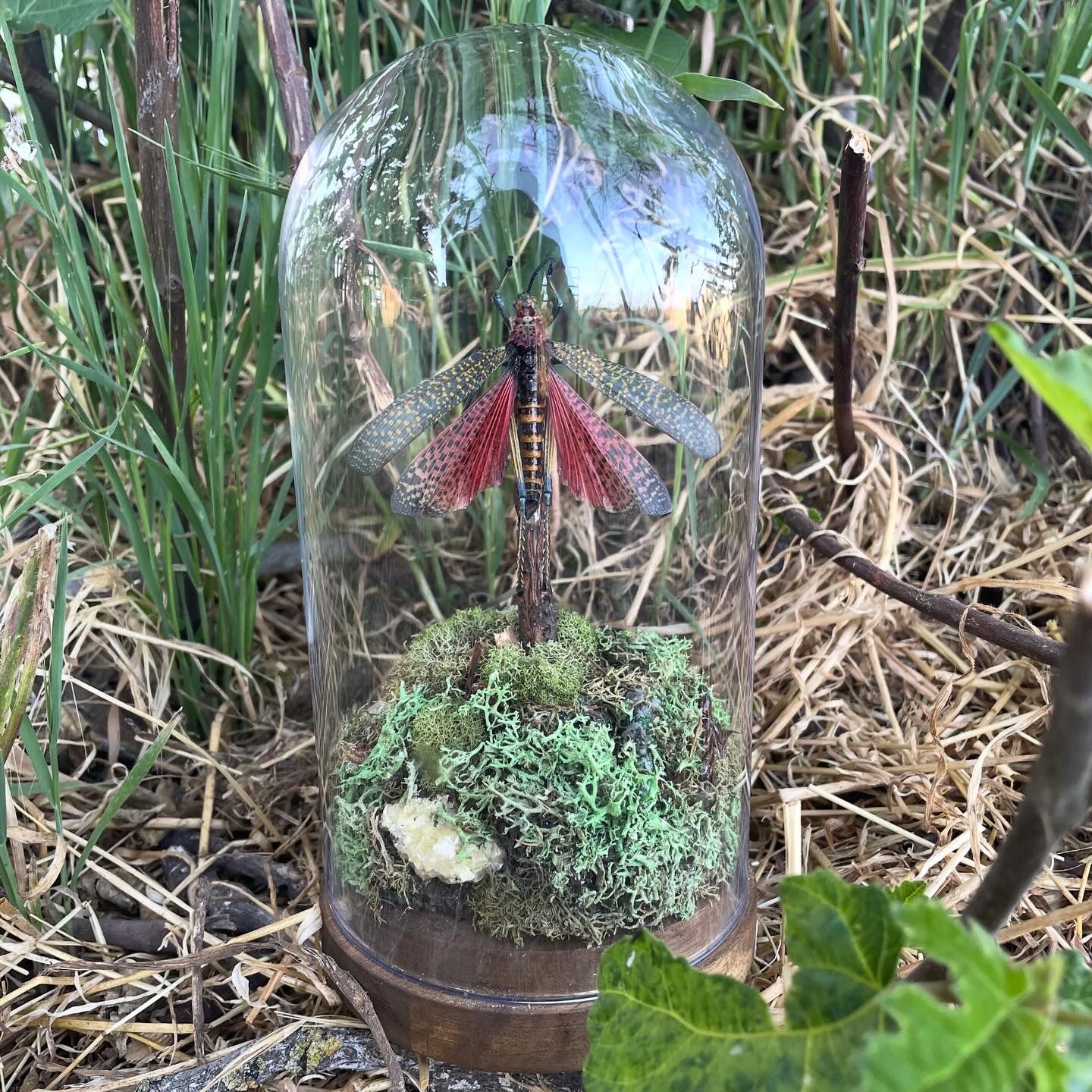 "Madagascar's Chirp"