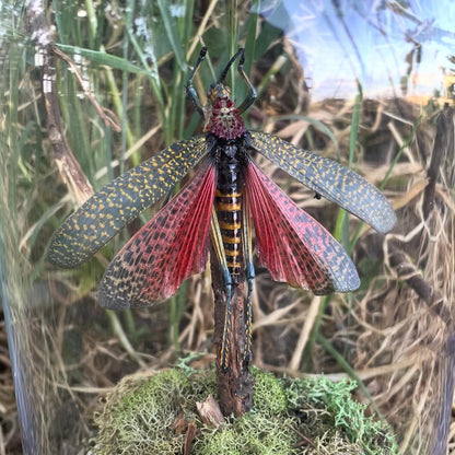 "Madagascar's Chirp"