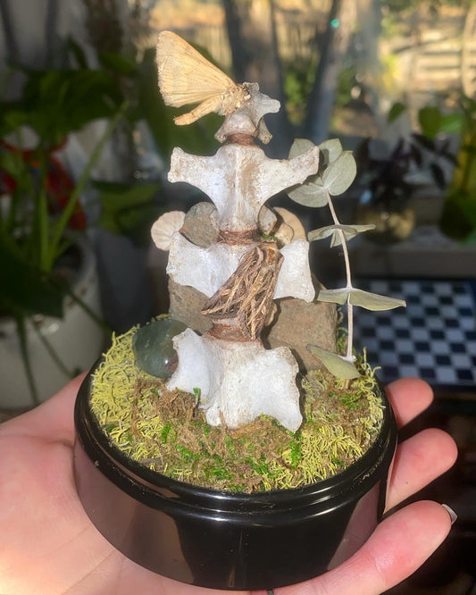 "A Moth's Dream"