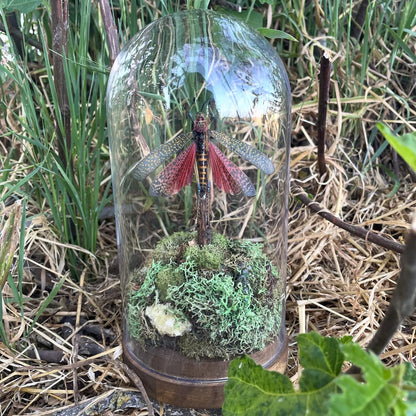 "Madagascar's Chirp"