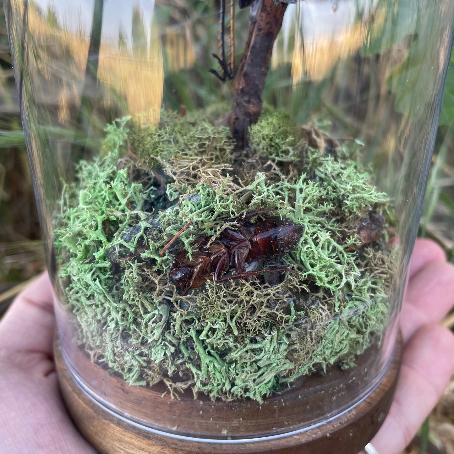 "Madagascar's Chirp"