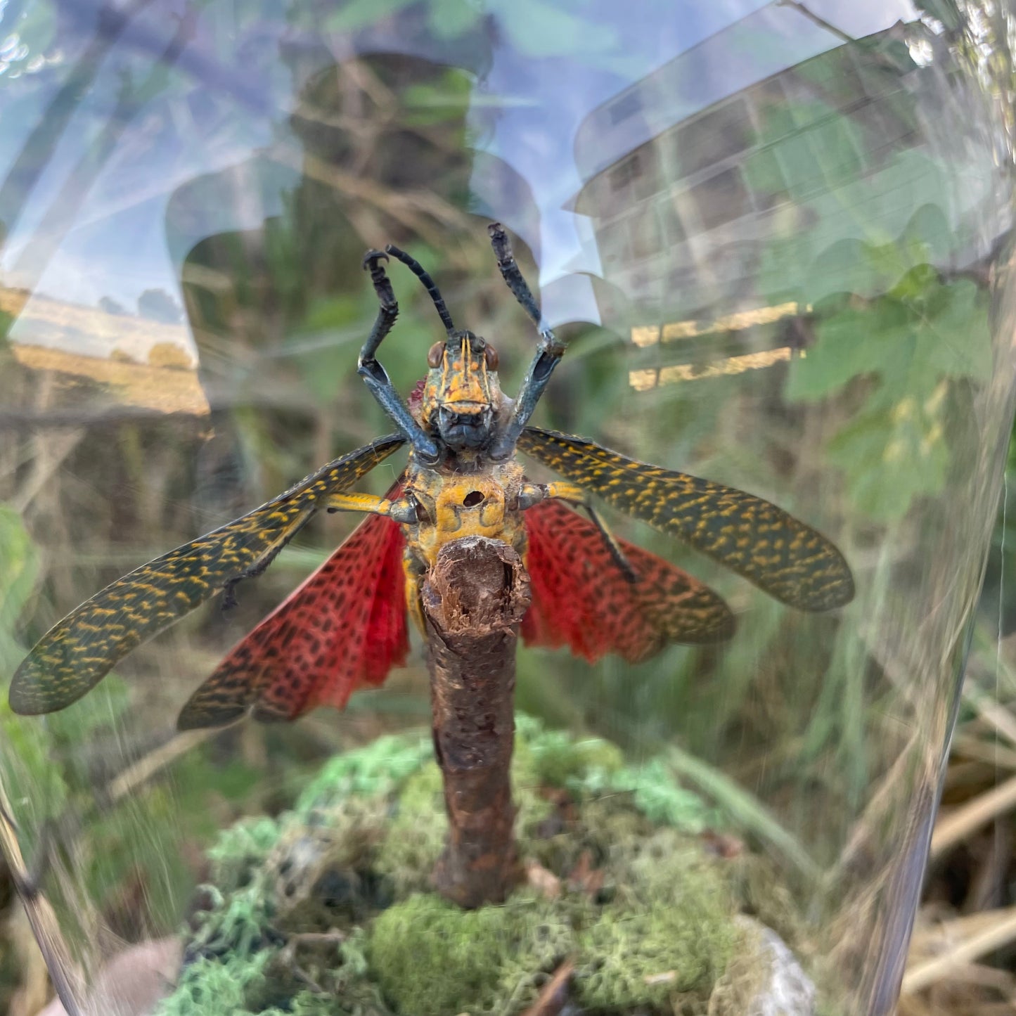 "Madagascar's Chirp"