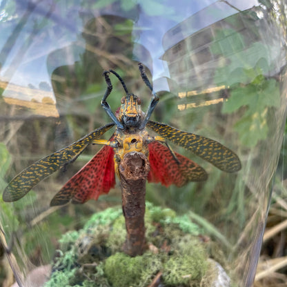 "Madagascar's Chirp"